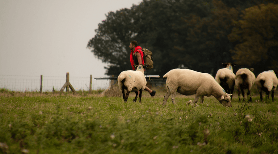 A man wearing a red body warmer and khaki rucksack walking in a field of sheep with green trees in the background and a wire fence with wooden posts. 
