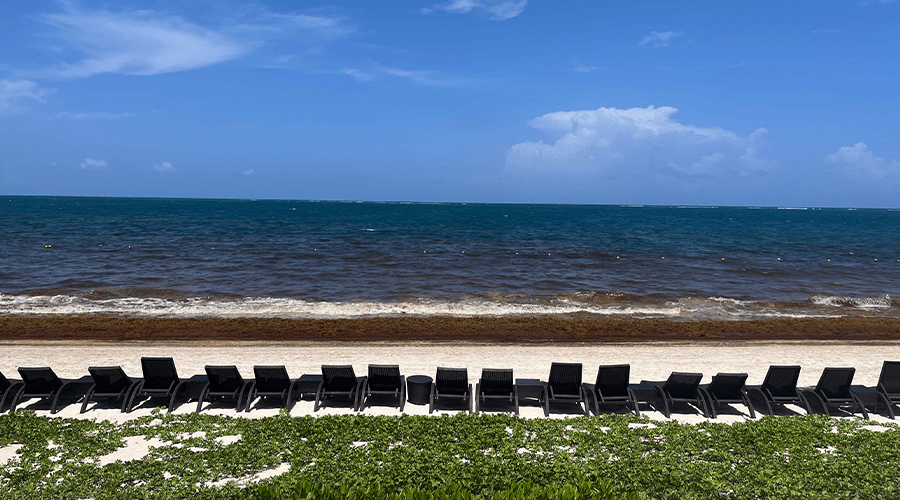 The beach at Dreams Sapphire Resort & Spa in Cancun, Mexico, with a row of lounge chairs, Caribbean ocean, and visible seaweed washed up on shoreline.